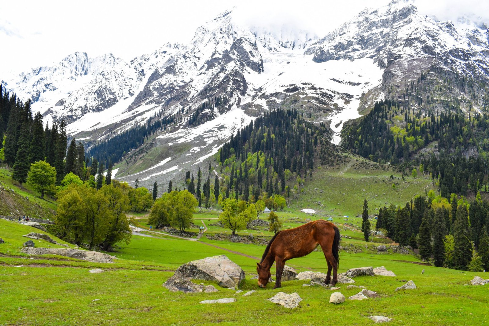 brown horse on green grass field near snow covered mountain during daytime